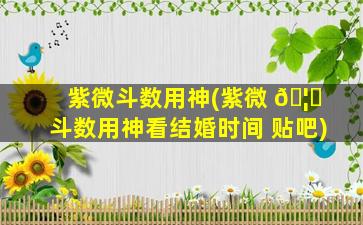 紫微斗数用神(紫微 🦈 斗数用神看结婚时间 贴吧)
